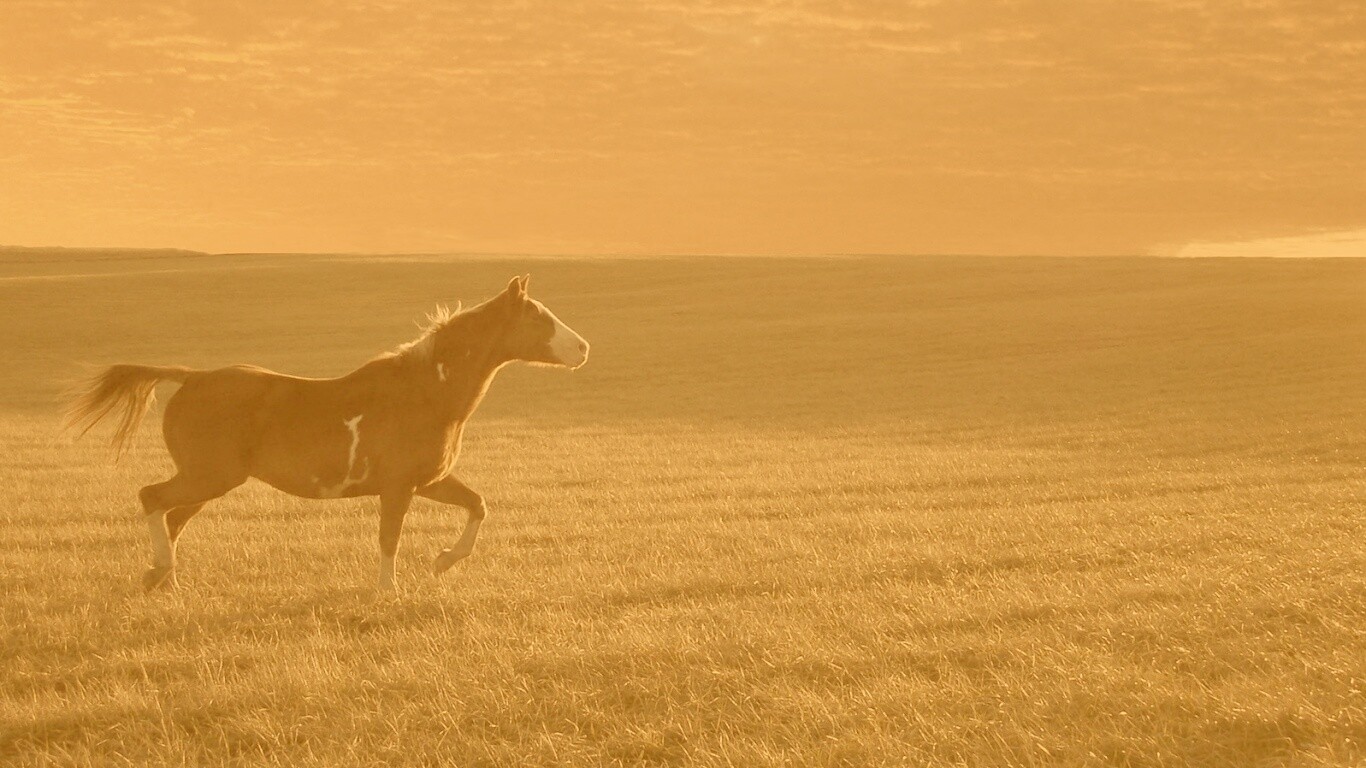 Мустанг обои