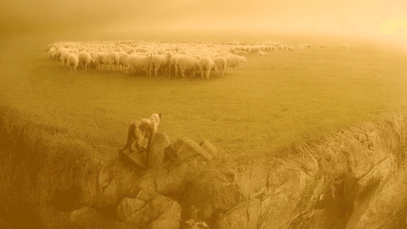 Волк и овцы обои