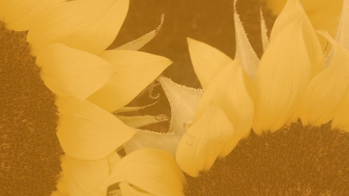 Подсолнухи обои