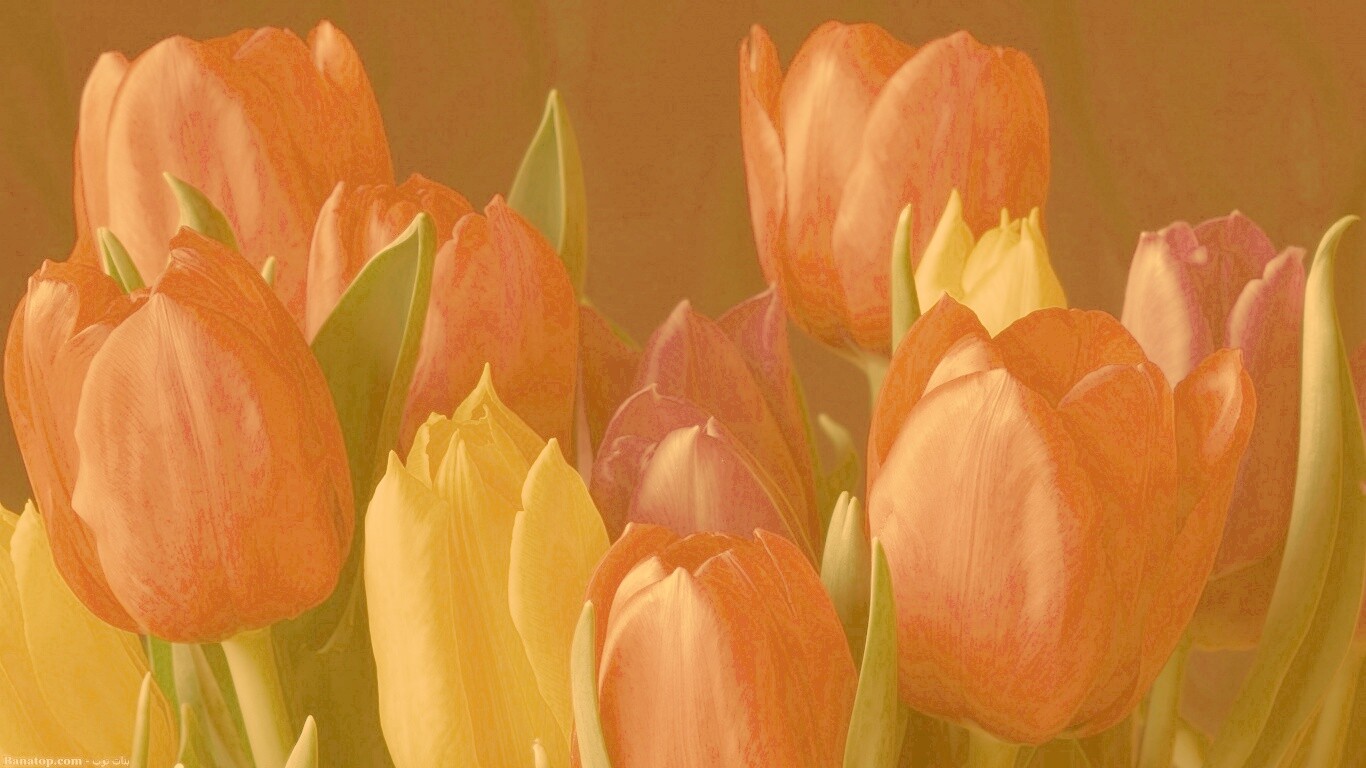 Тюльпаны обои