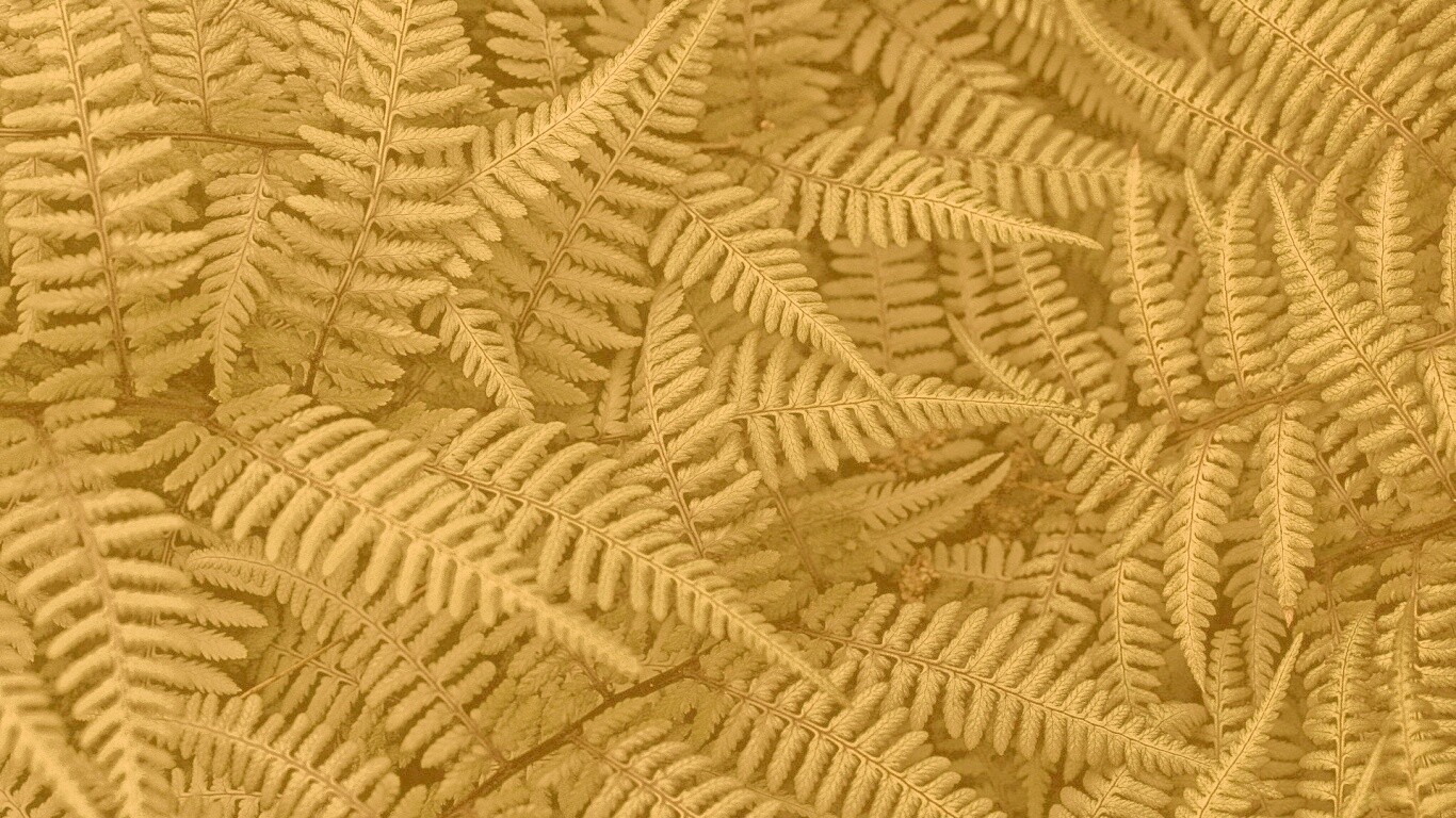 Папоротник обои
