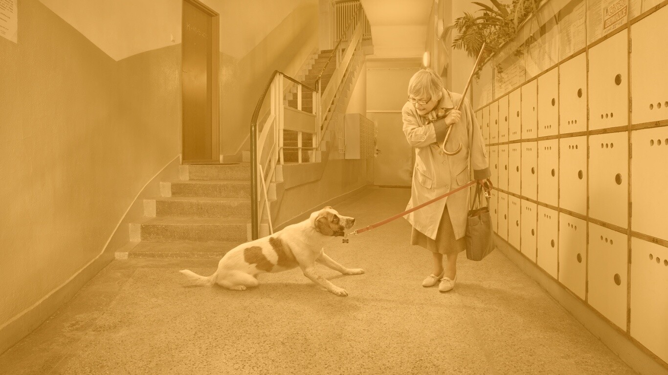 Непослушная собака обои