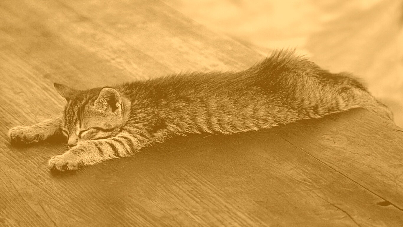 Растянувшийся кошара обои