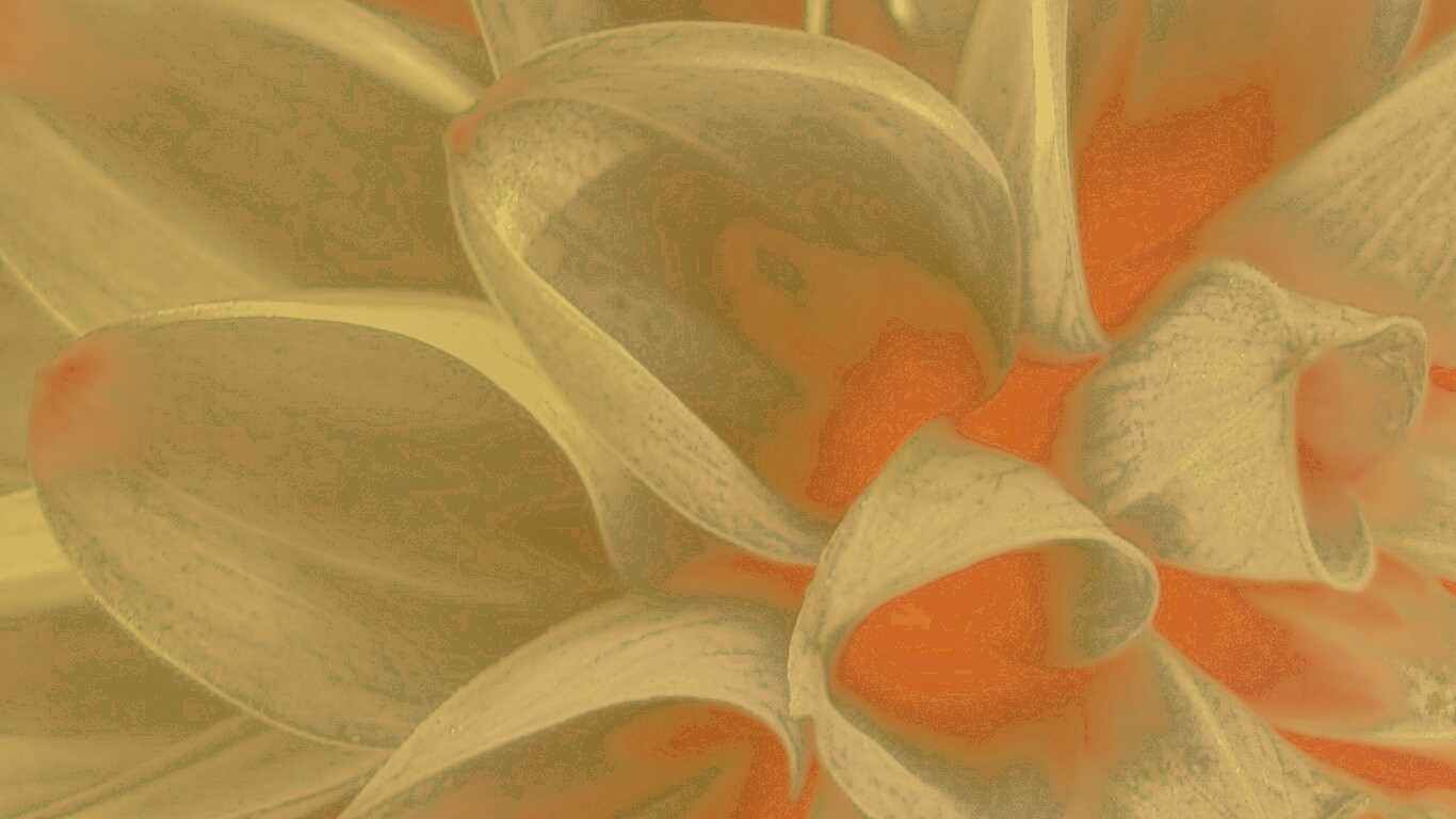 Лепестки обои