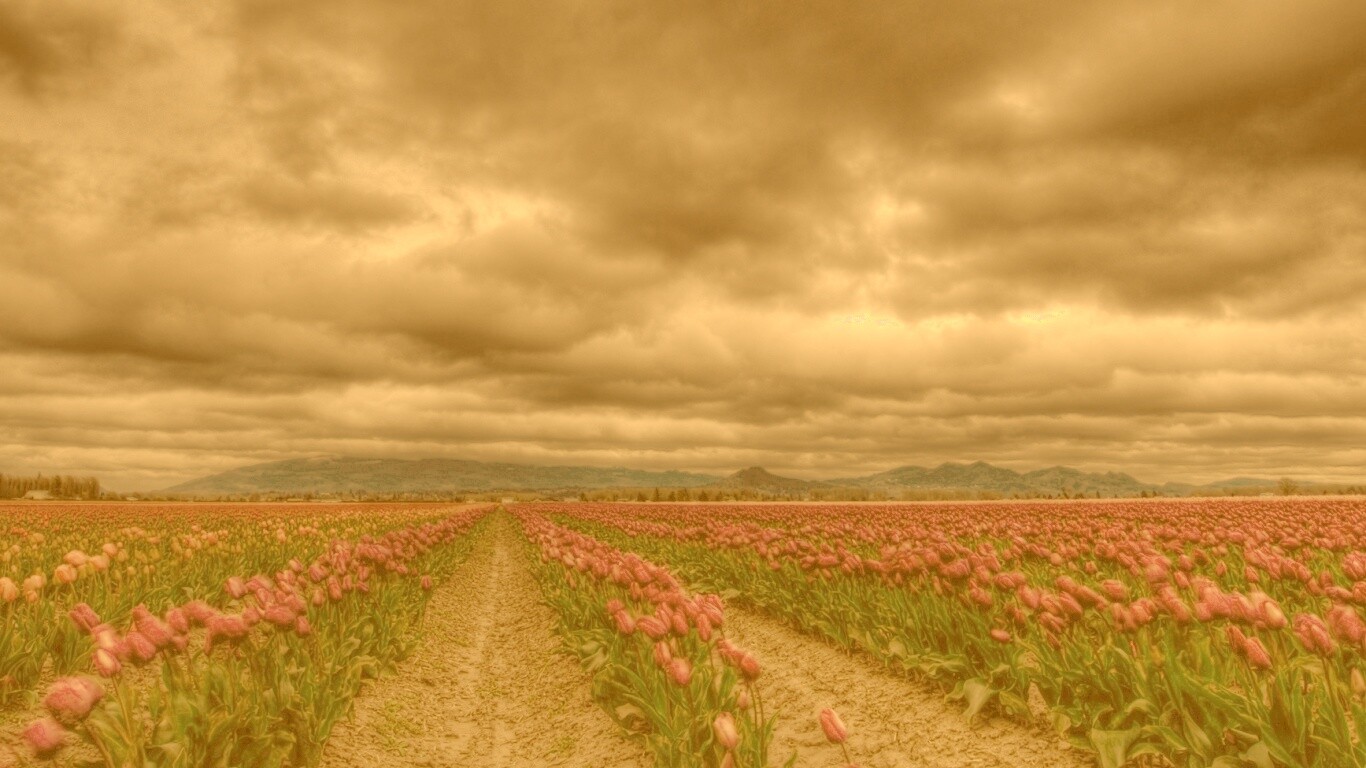 Цветочное поле под грозовым небом обои