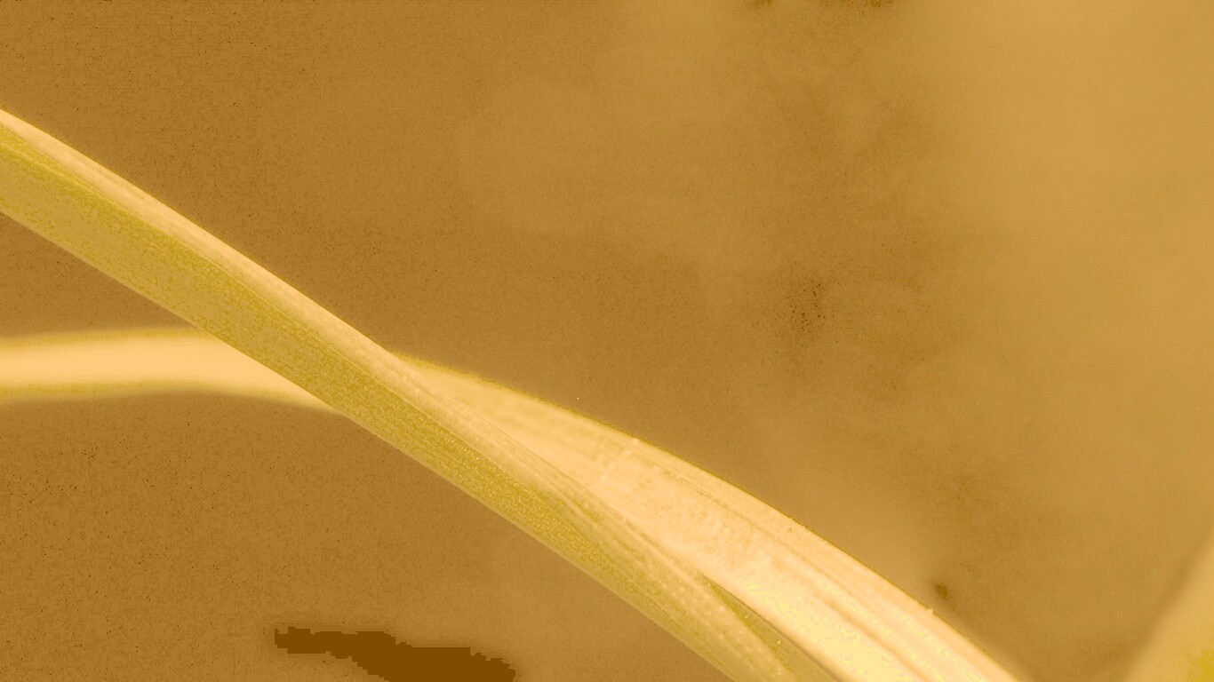 Зелень обои