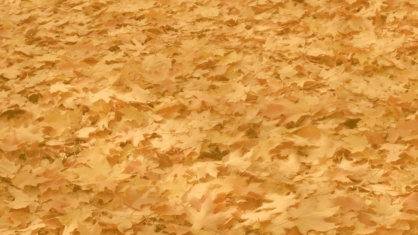 Листья клена обои