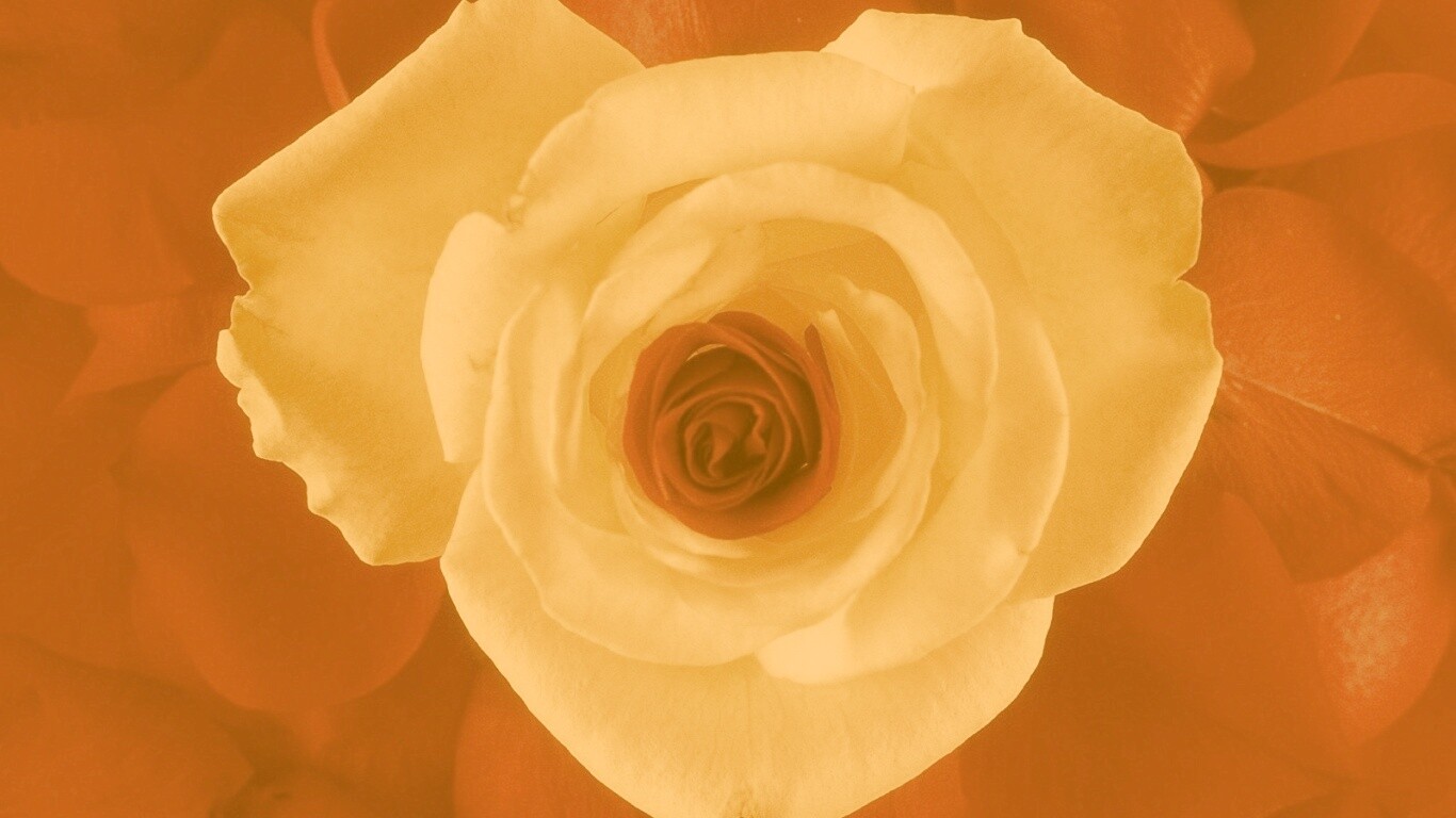 Необыкновенная роза обои