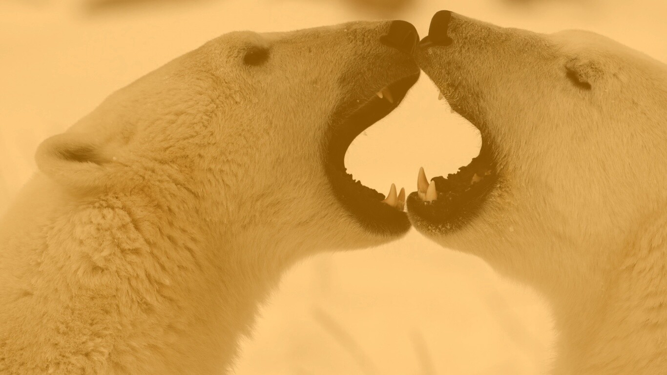 Полярные медведи обои