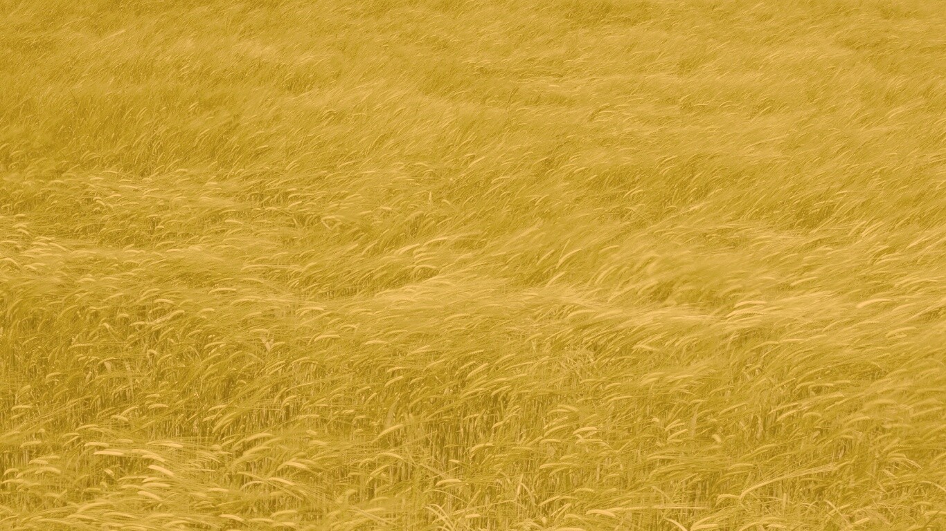 Колышущаяся трава обои