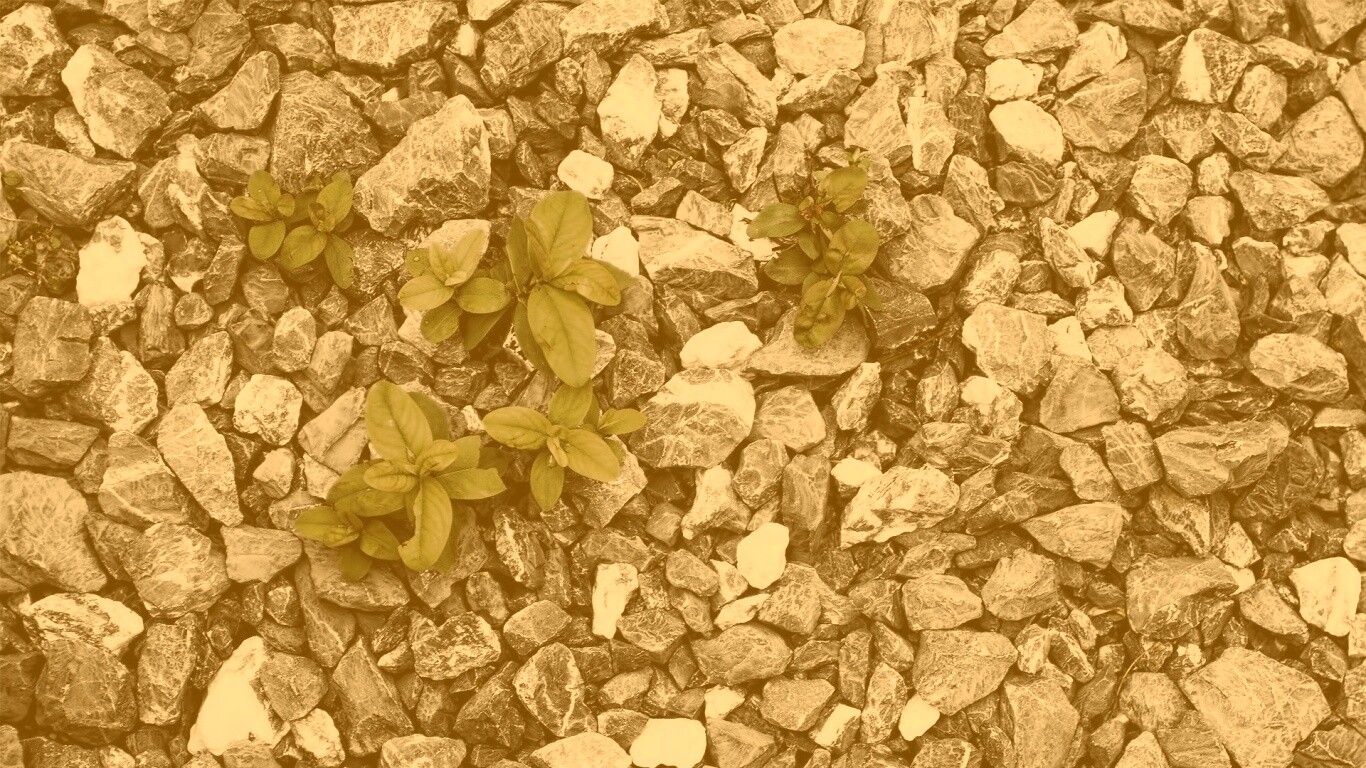 Цветы среди камней обои