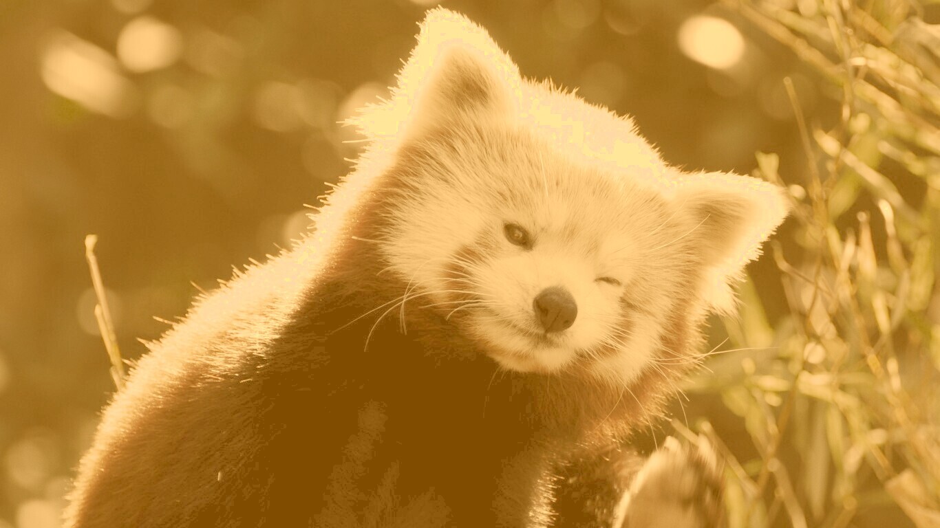 Красная панда подмигивает обои