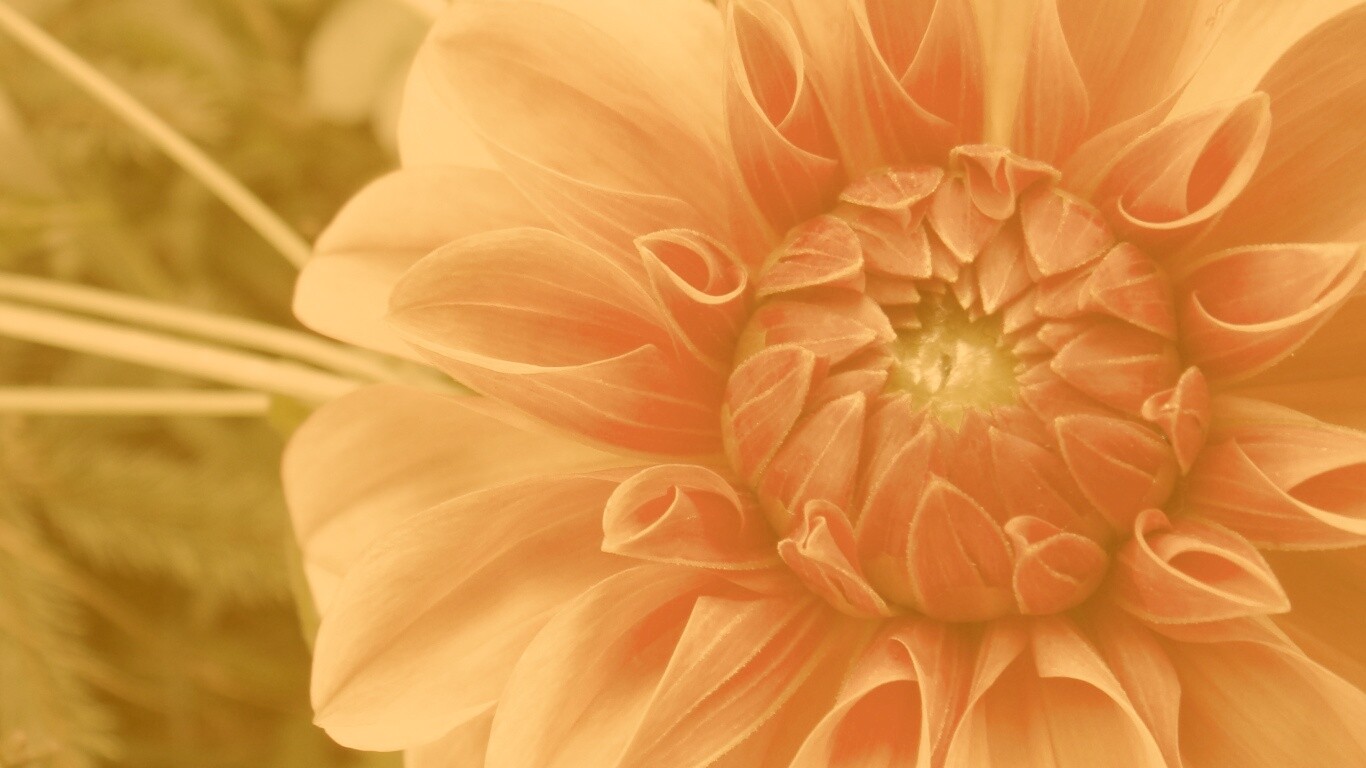 Аленький цветочек обои