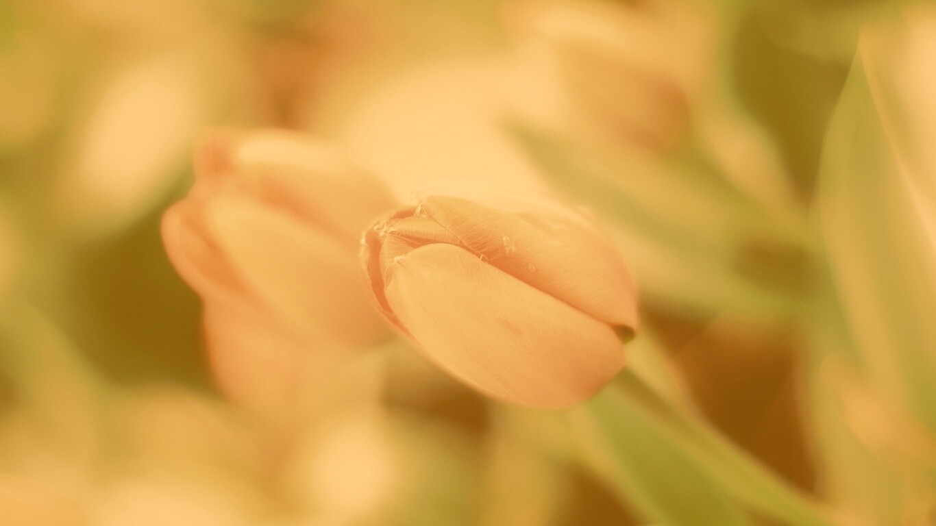 Красивый тюльпан обои