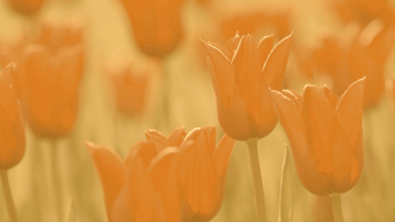 Красные цветы обои