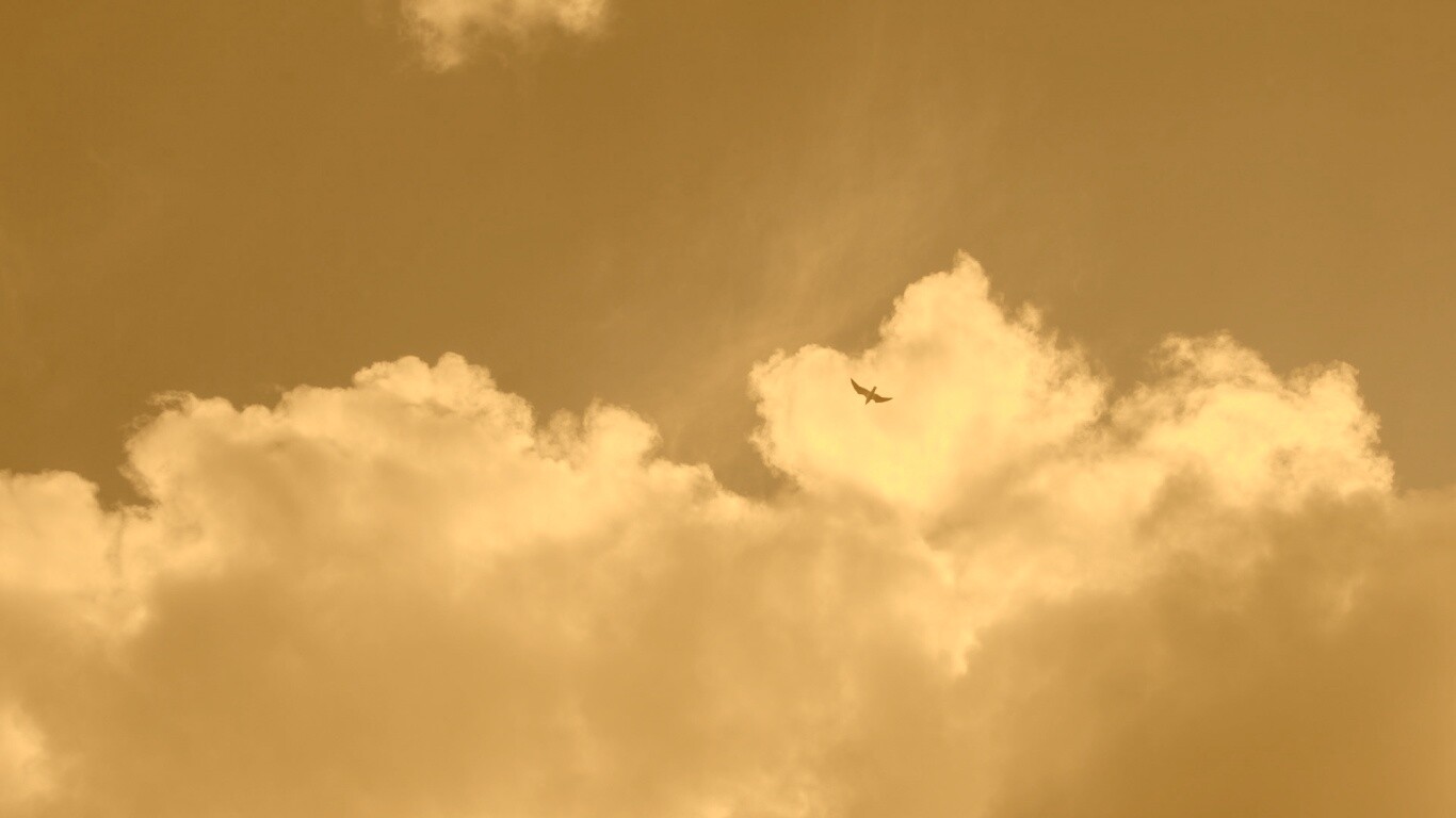 Птица в небе обои