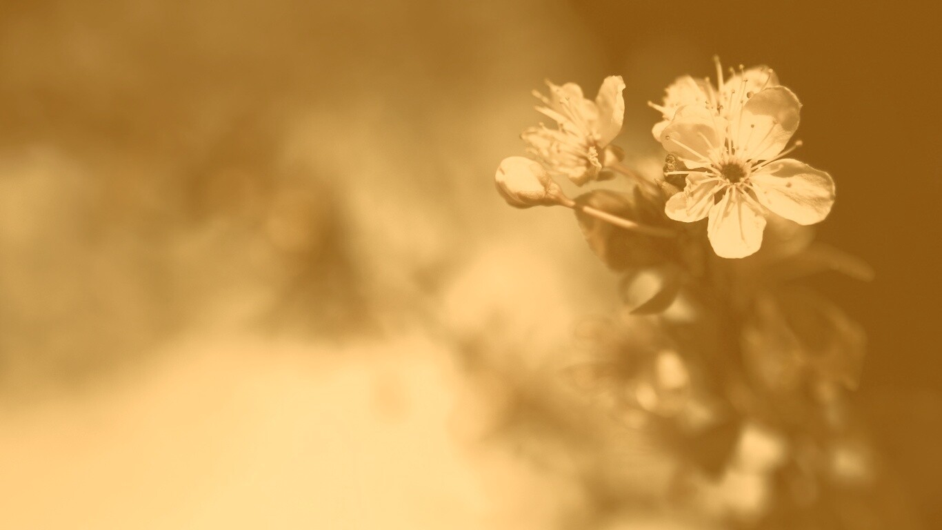 Цветок вишни обои