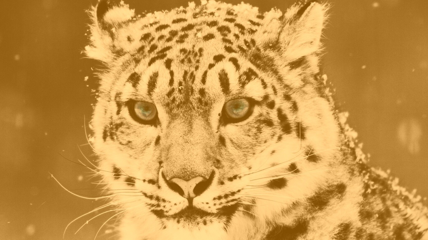 Снежный барс обои