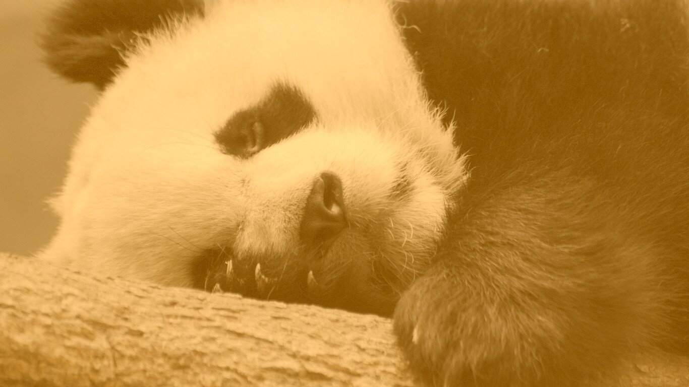 Панда на ветви обои