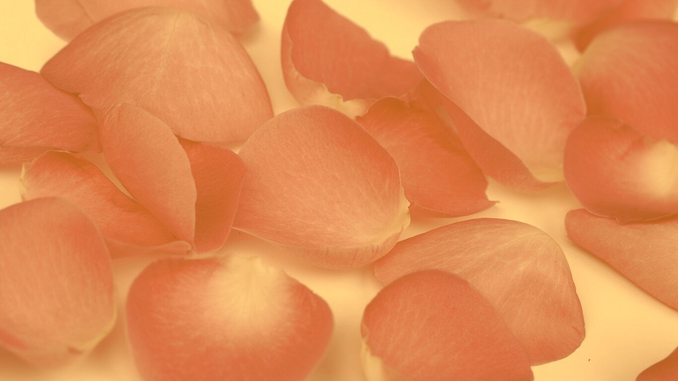 Лепестки розы обои