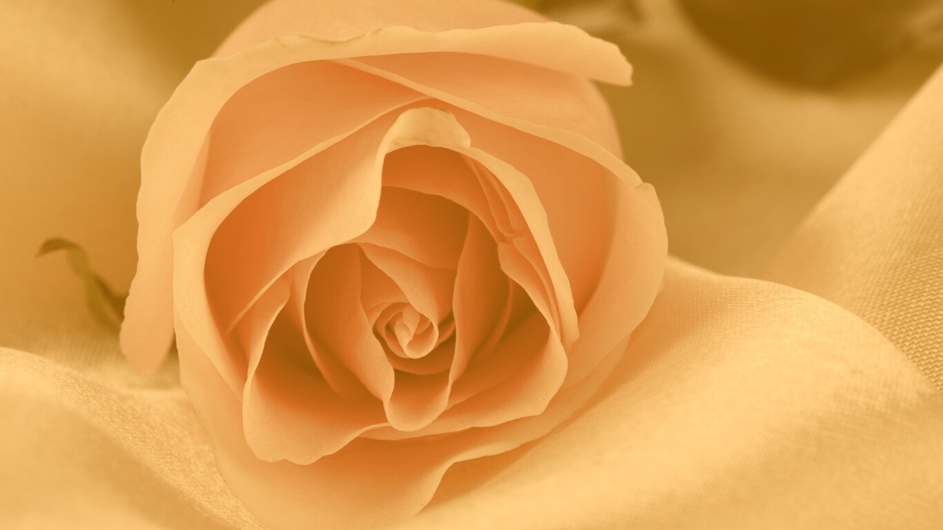 Нежная роза обои