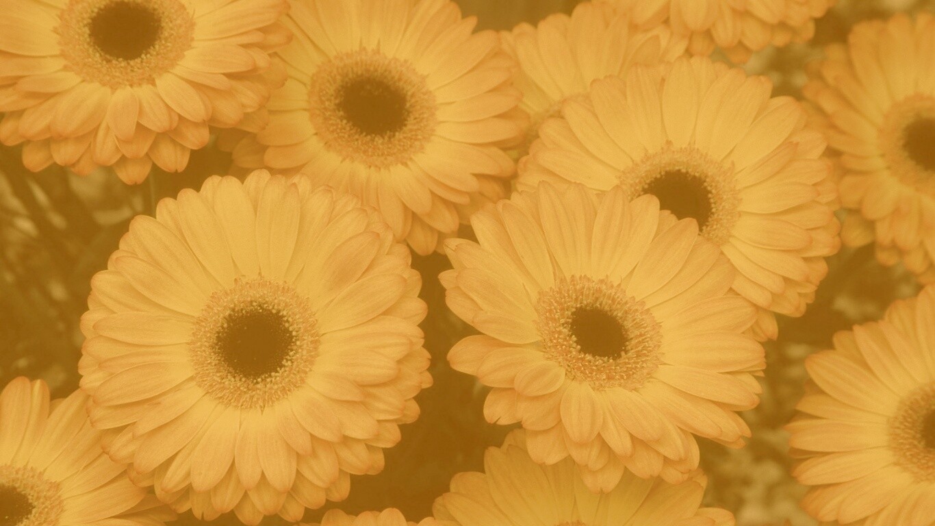 Желтые герберы обои