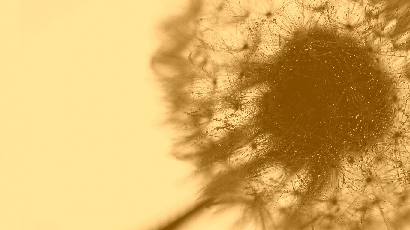 Одуванчик  обои