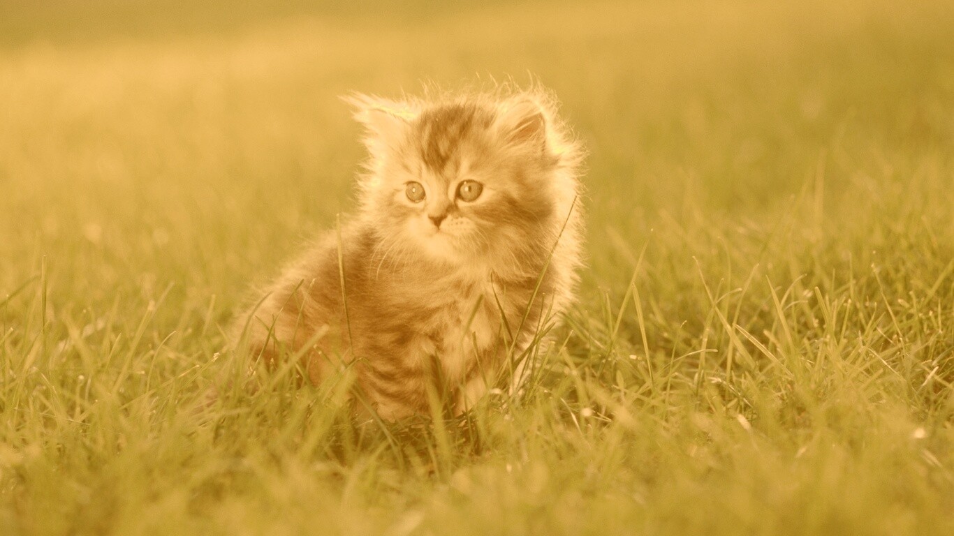 Пушистый котенок в траве обои