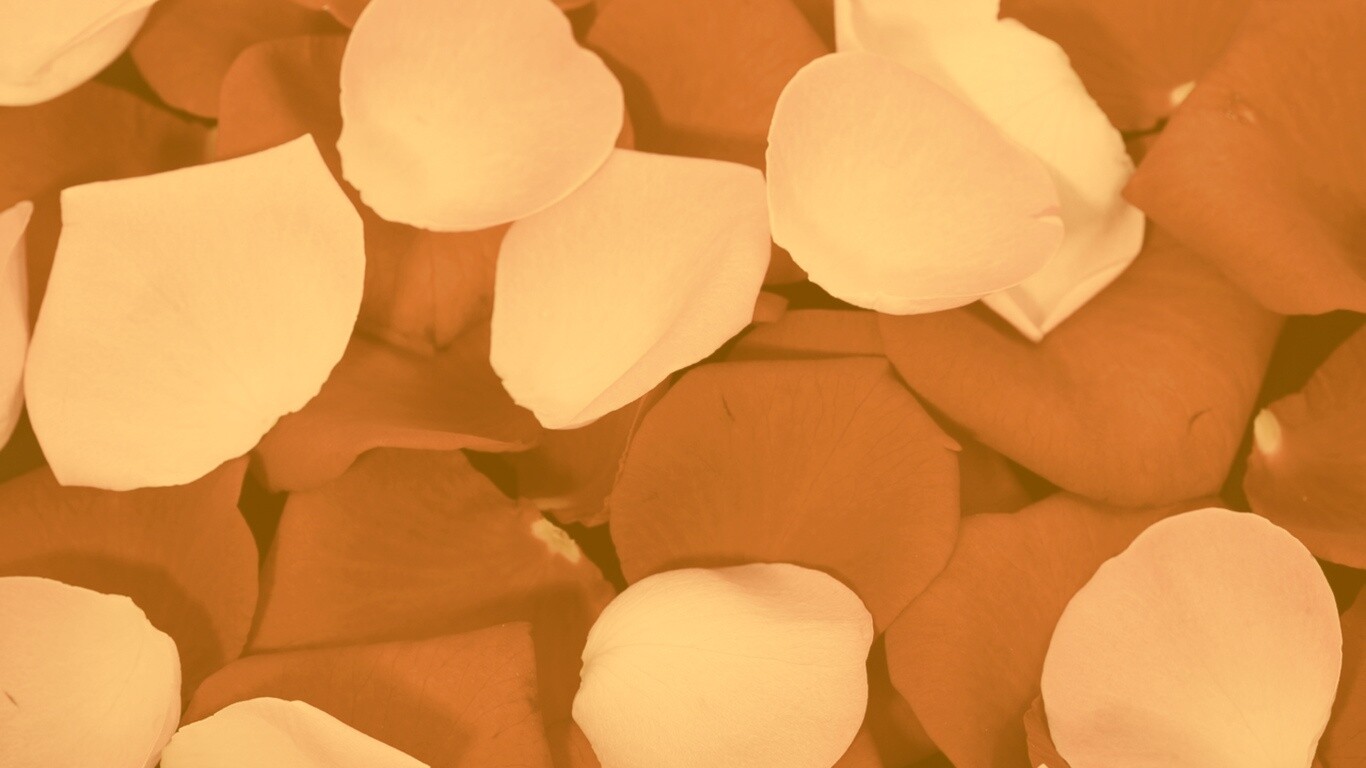 Розовые и красные лепестки обои