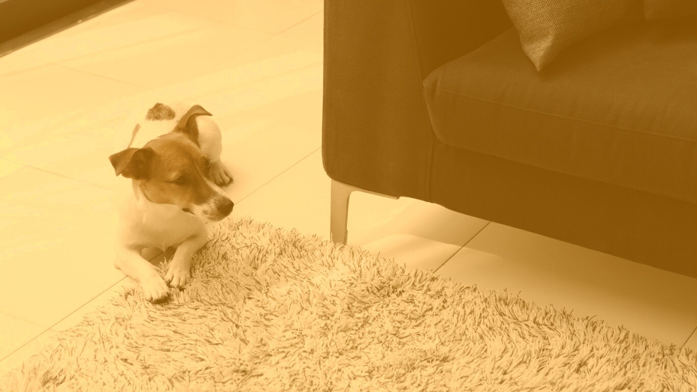 Собака обои