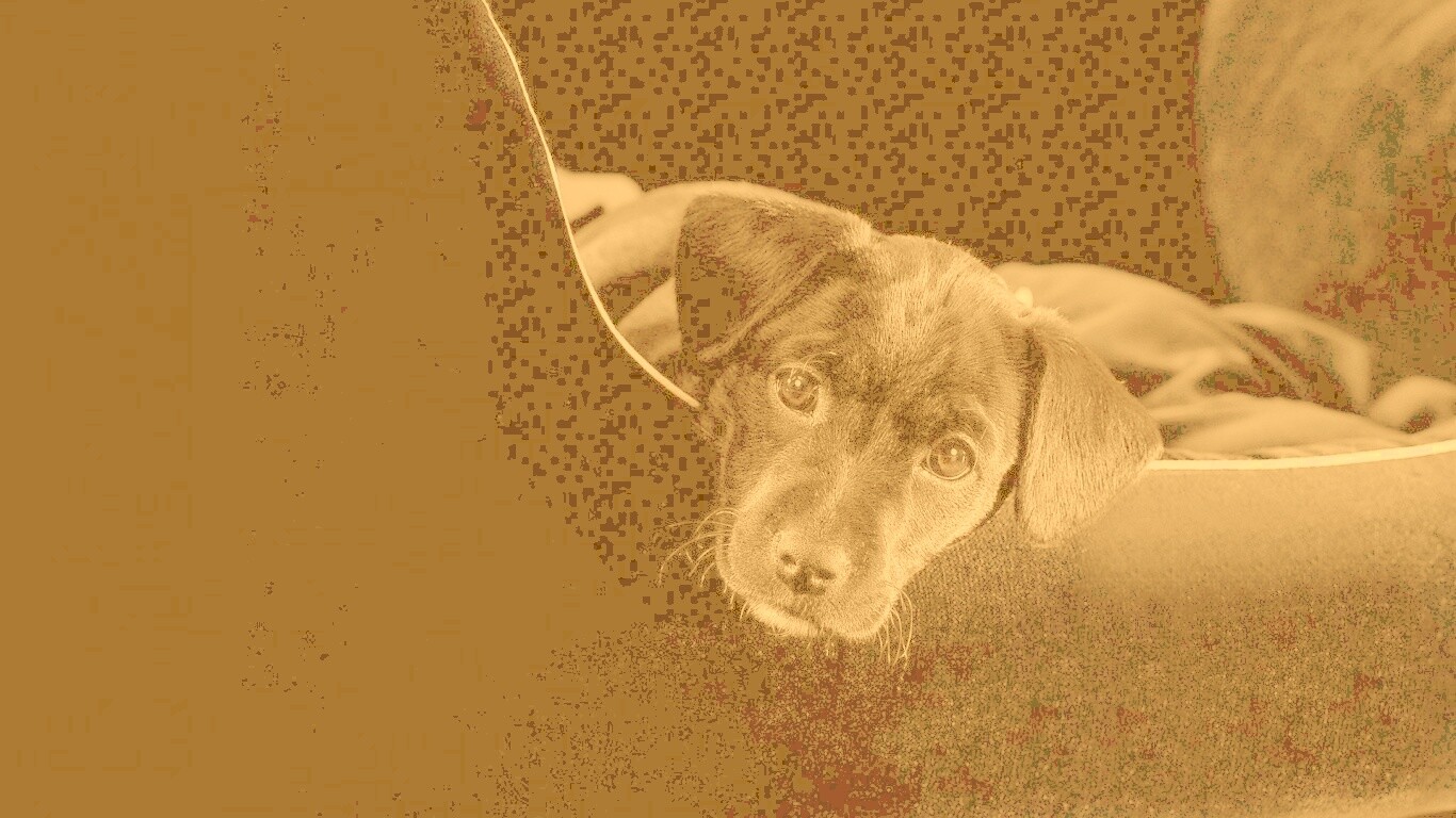 Собачка в сумке обои