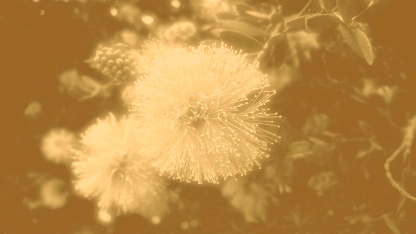 Сказочный цветок обои