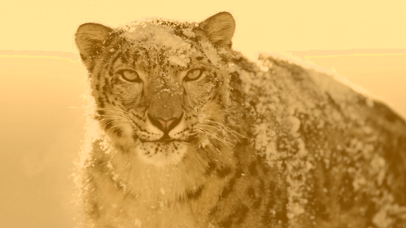 Снежный леопард обои