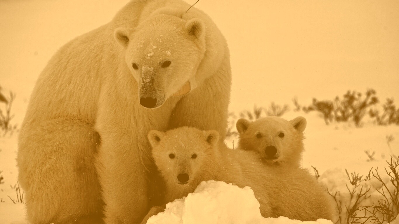 Белые медведи обои