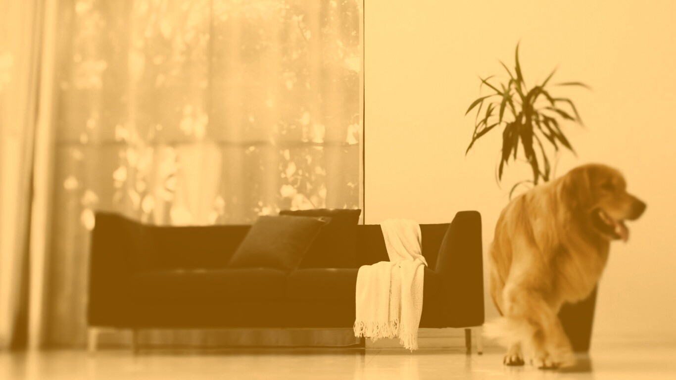 Собака в быту обои