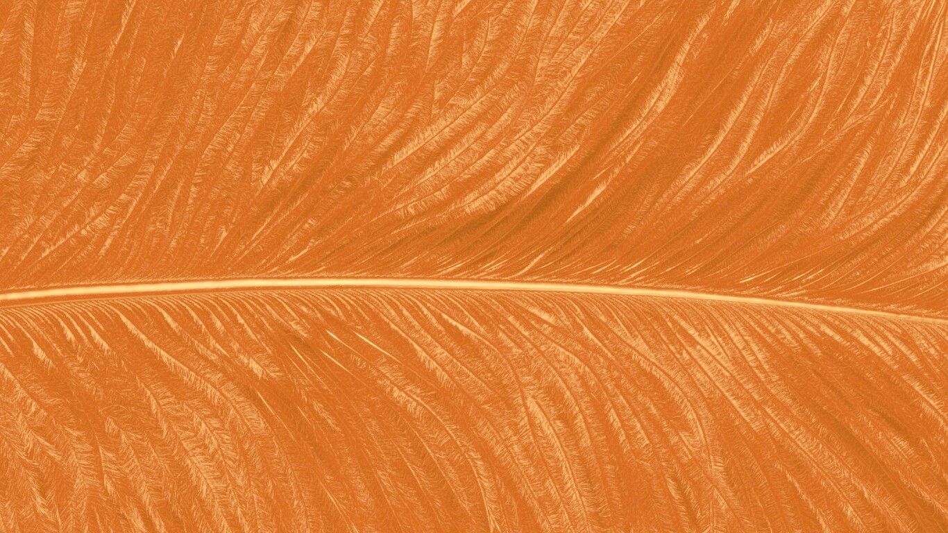 Перо попугая обои