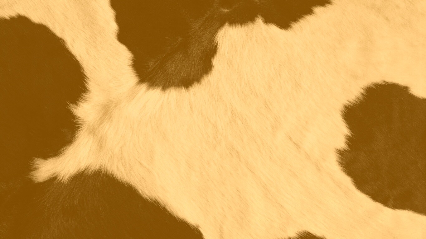 Шкура коровы обои