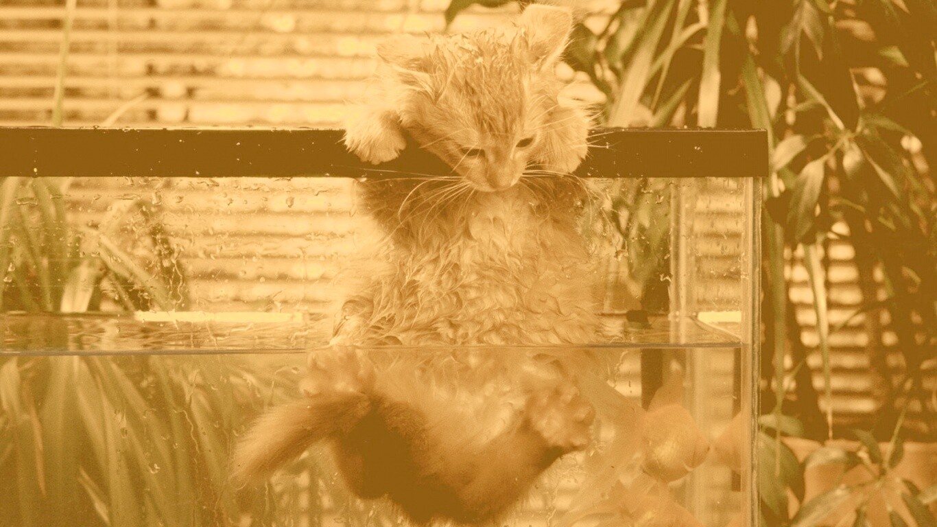 Мокрая киска обои