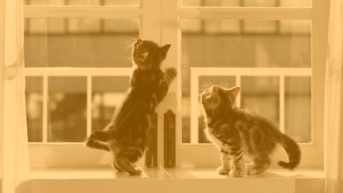 Котята у окна обои
