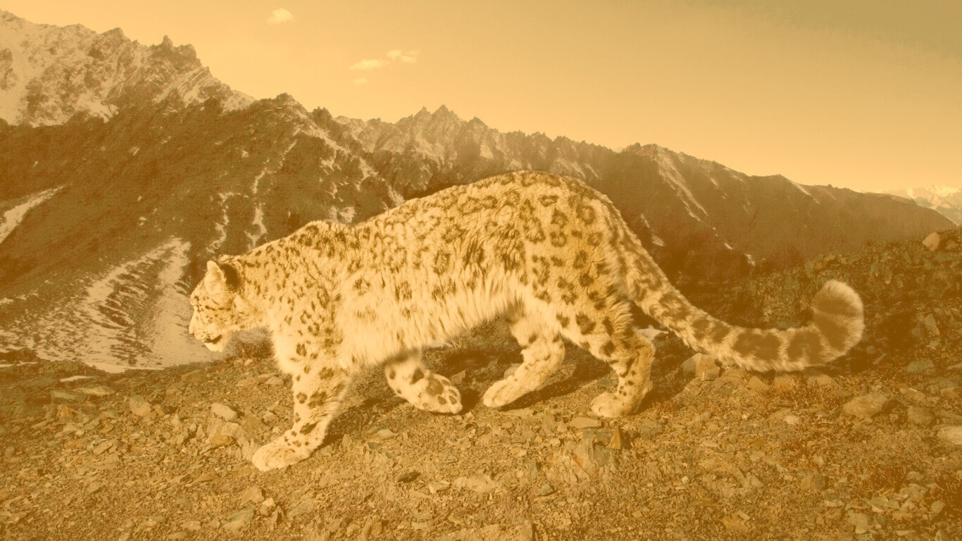 Леопард обои