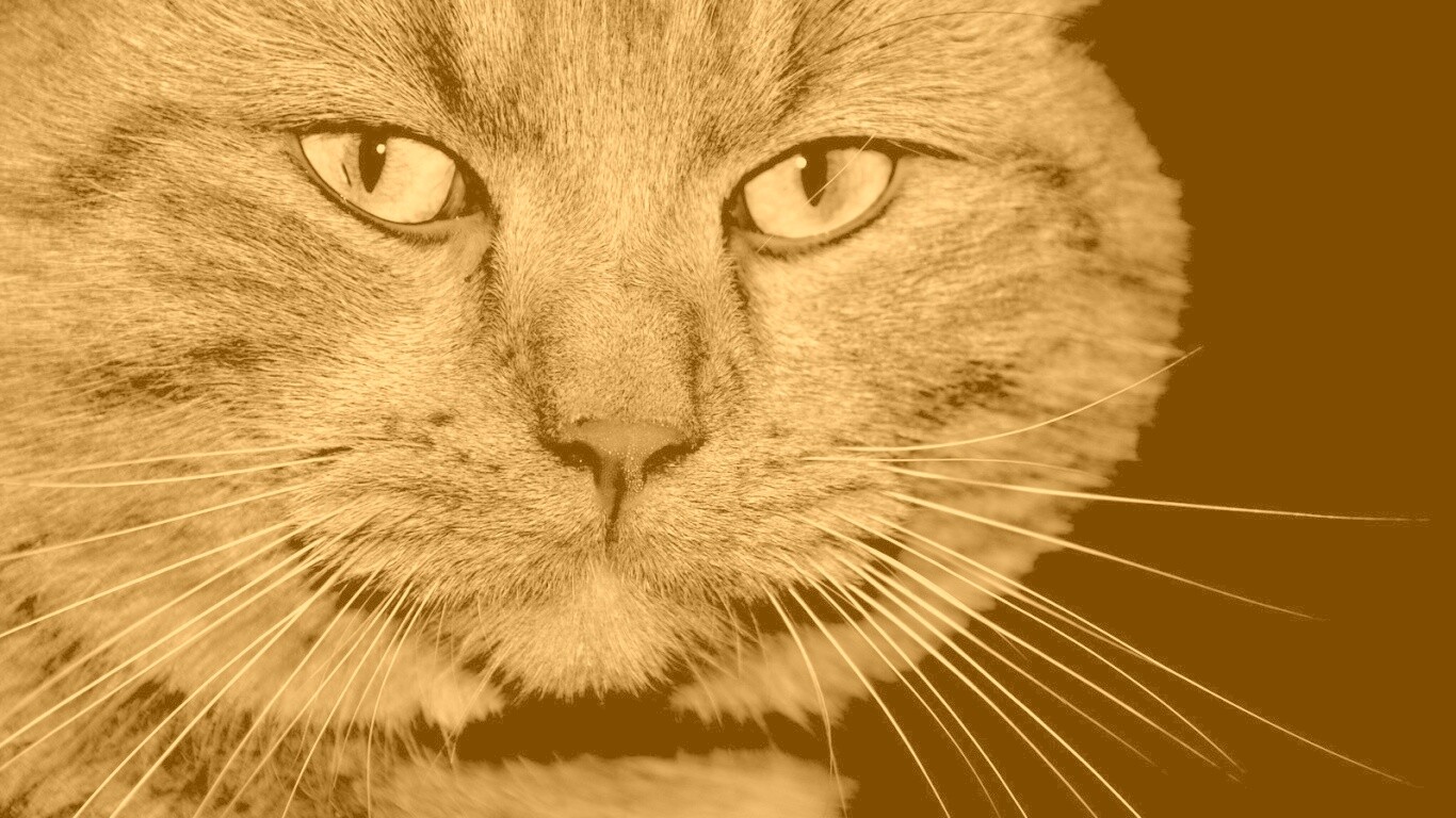 Мудрый кот обои