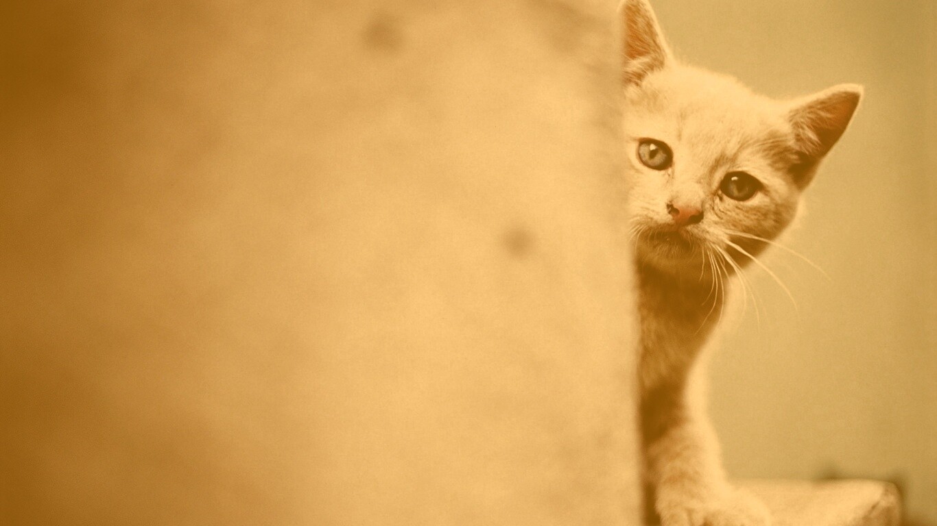Котик из-за угла обои
