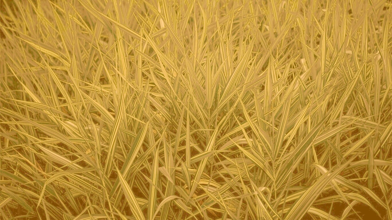 Дикая трава обои