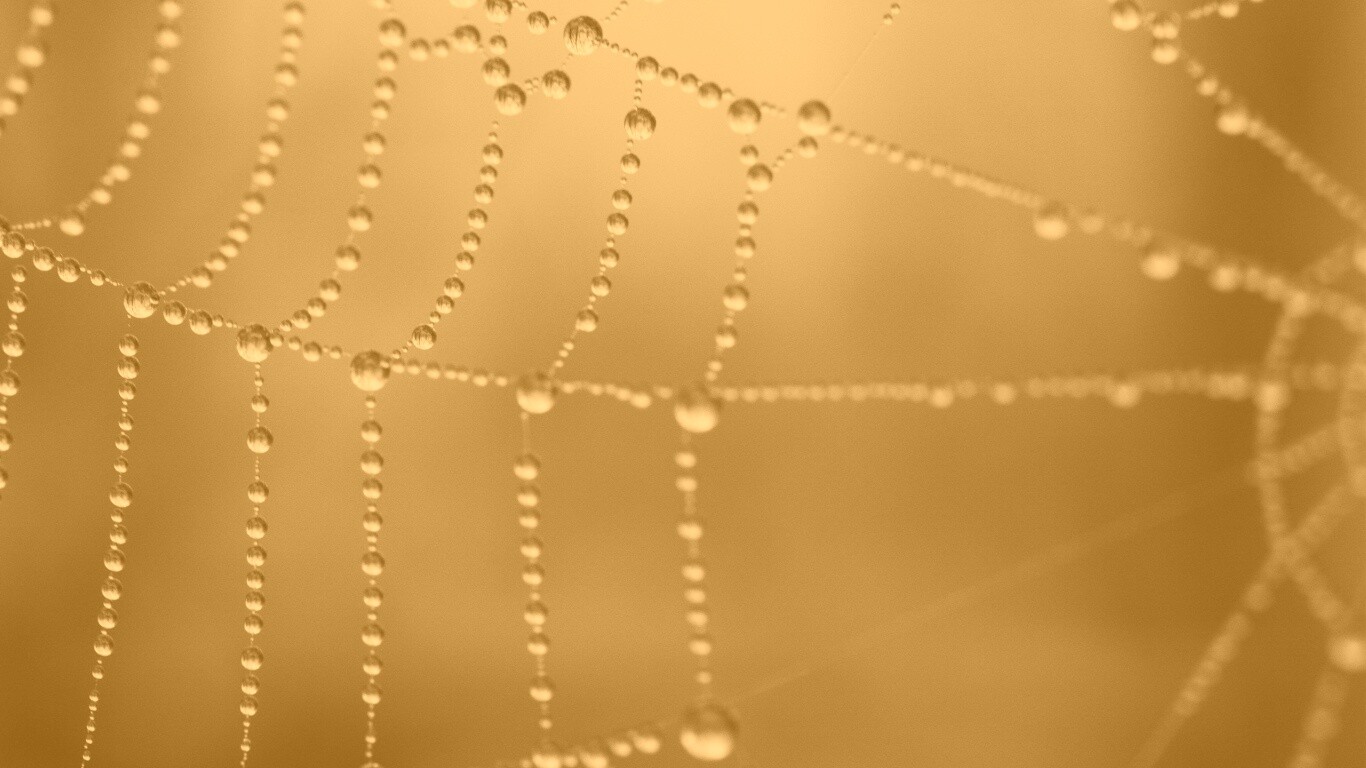 Капли на паутине обои