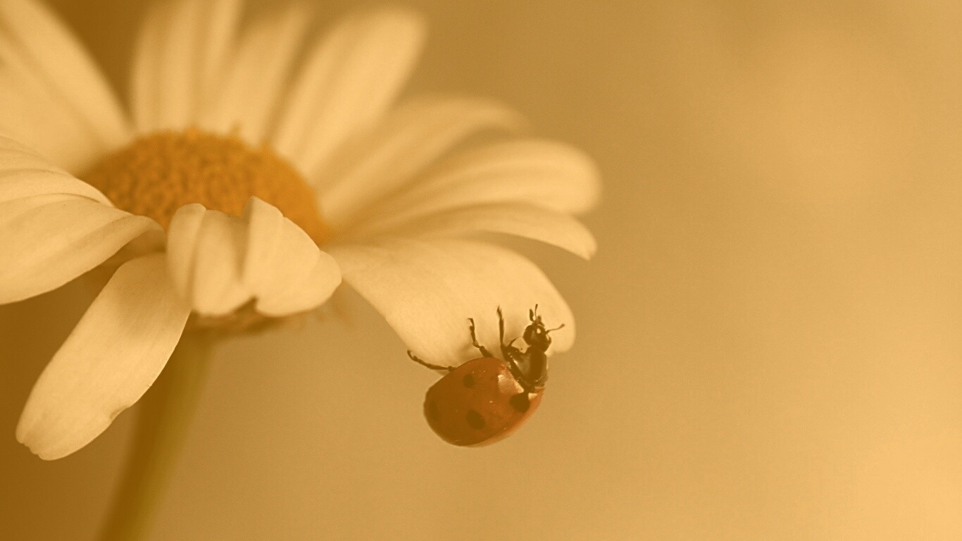 В гости к ромашке обои