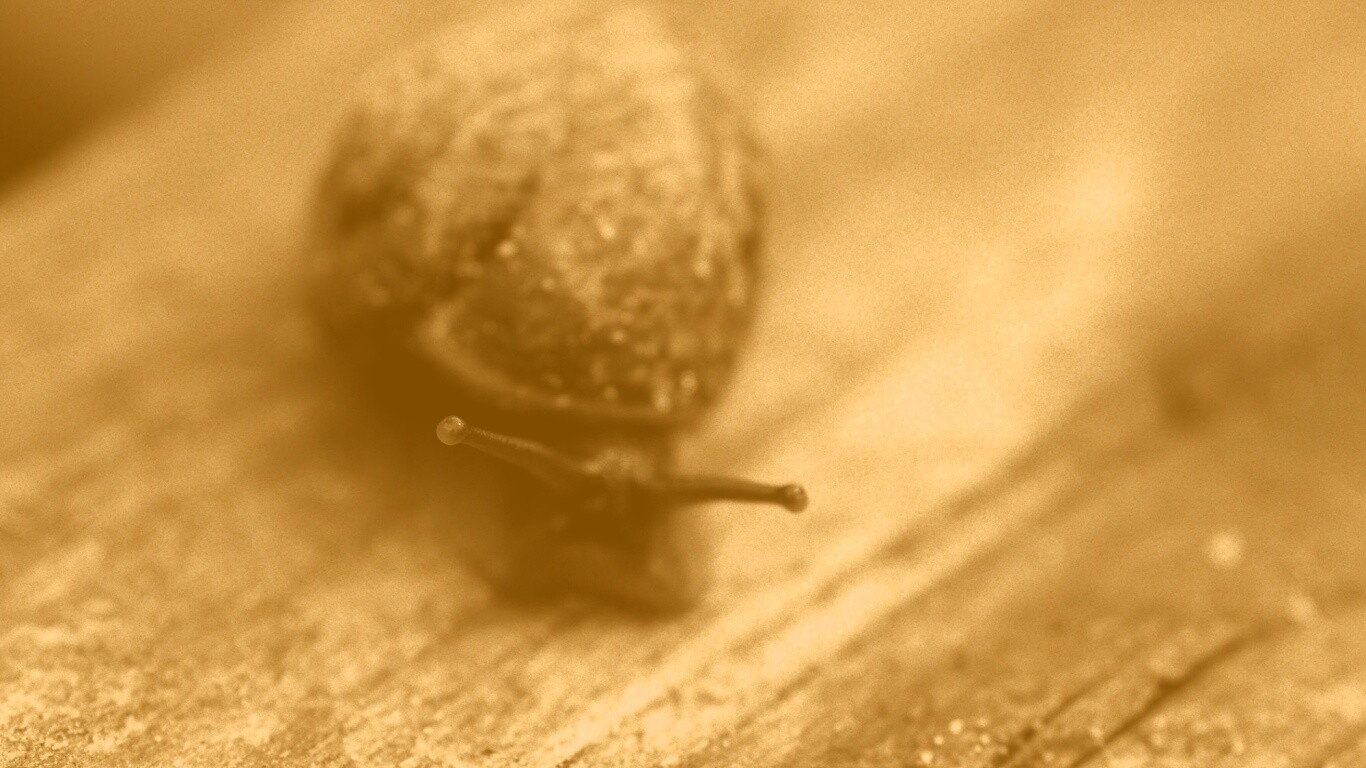 Улитка на ветке обои