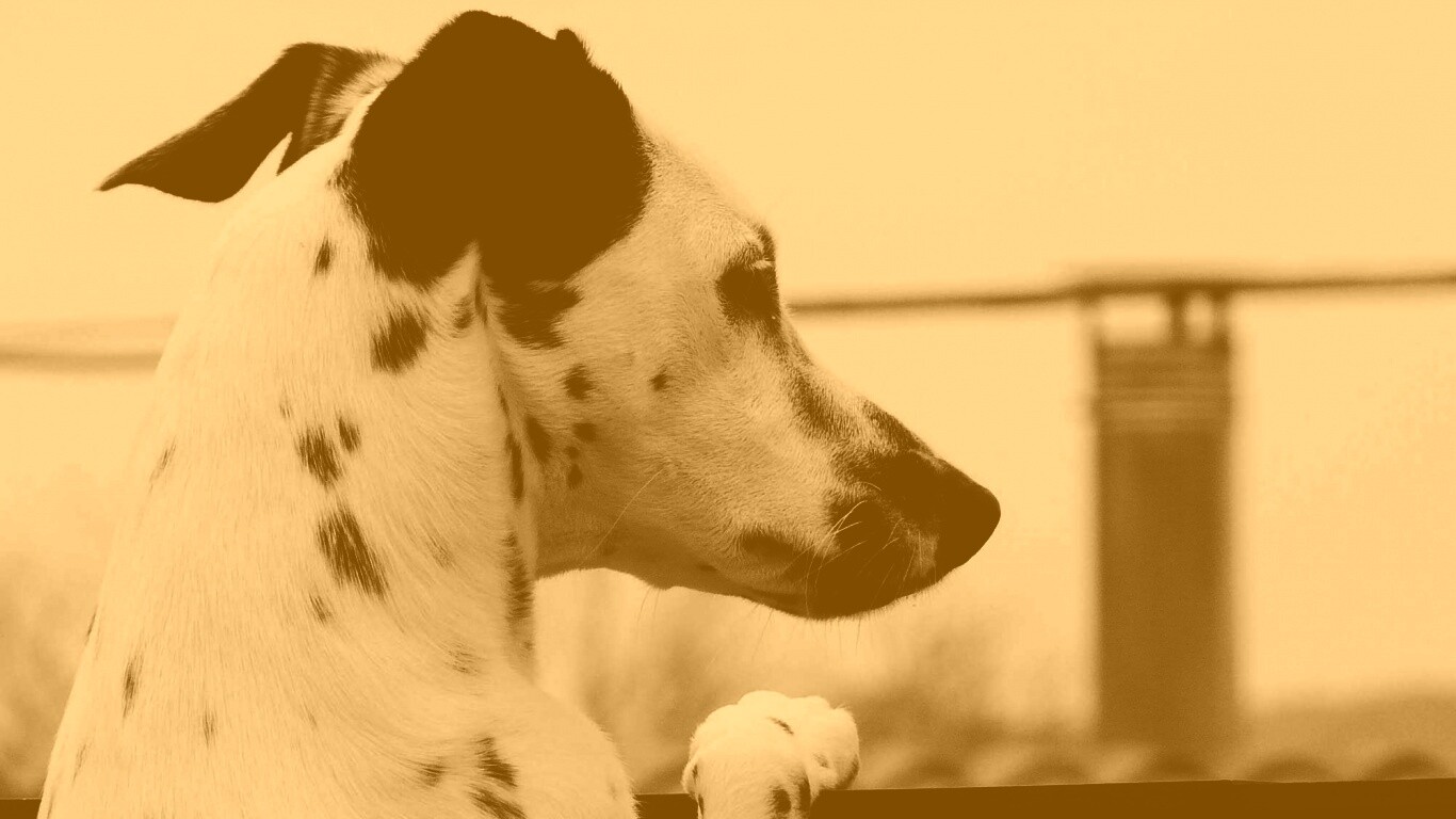 Долматинец смотрит вдаль обои