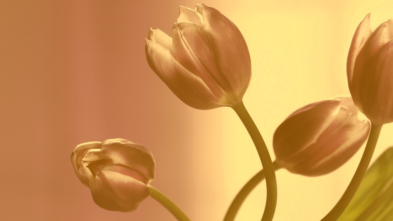 Сиреневые цветы обои