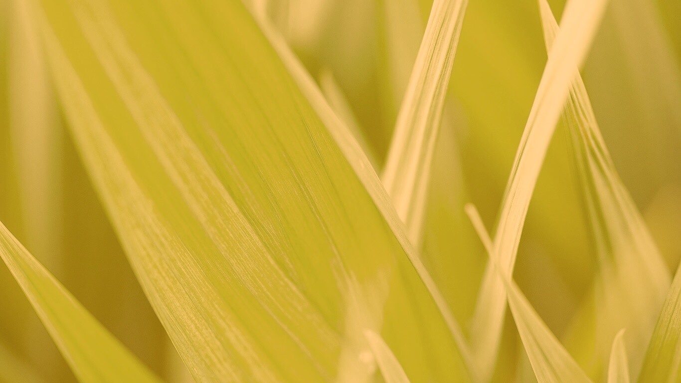 Идеальный кусочек зелени обои