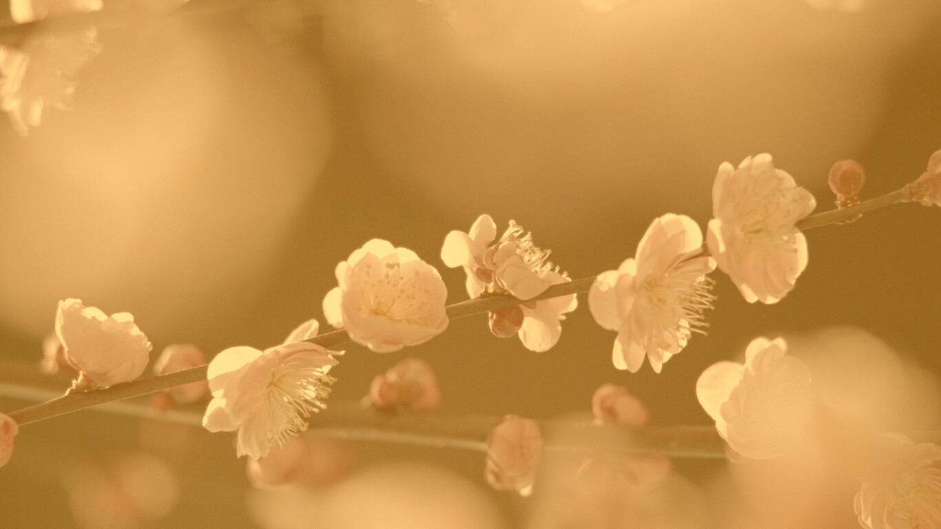 Цветущая вишня обои